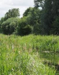 Image of countryside with river and tall grasses